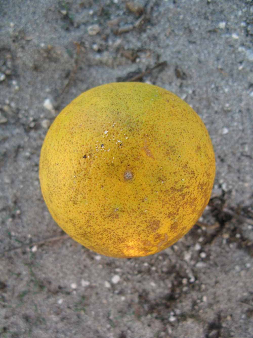              Fruit (Winter Haven, FL)       